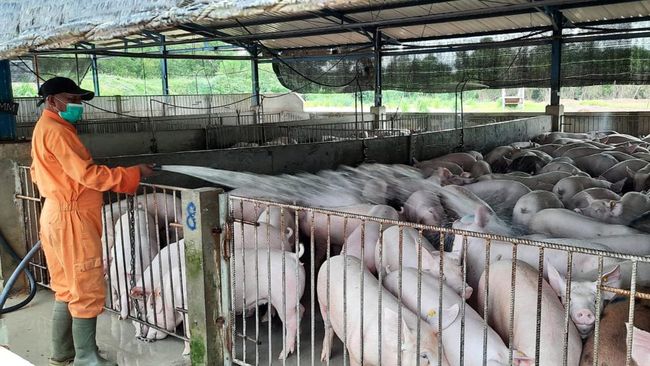 peternakan babi di batam